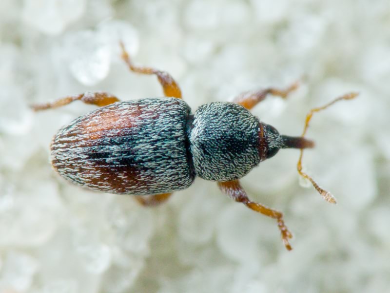 Tychius Germar, 1817